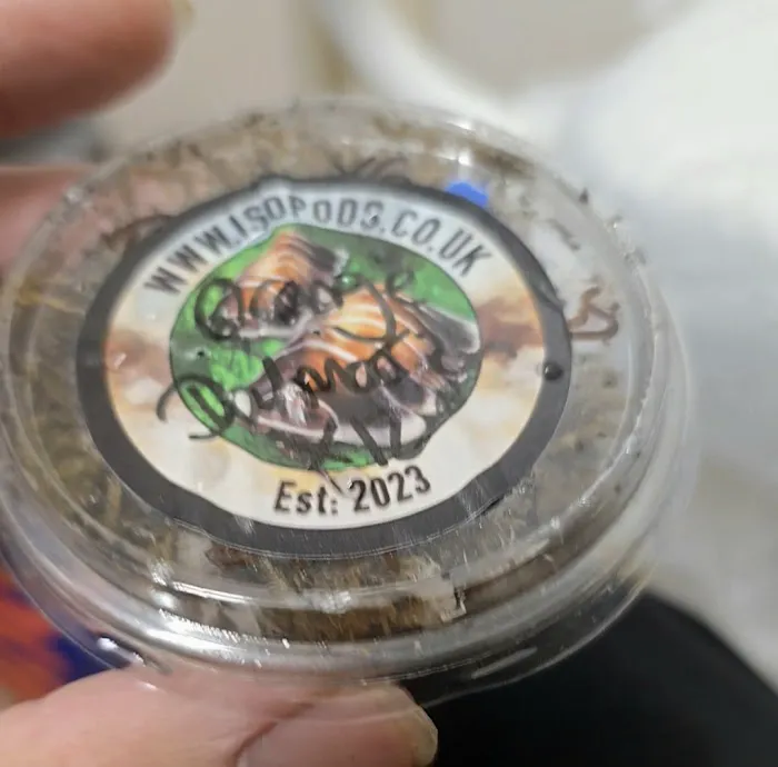 Isopods.co.uk Picture 8