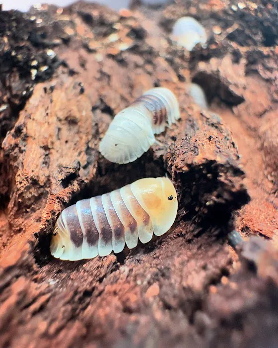 Isopods.co.uk Picture 9