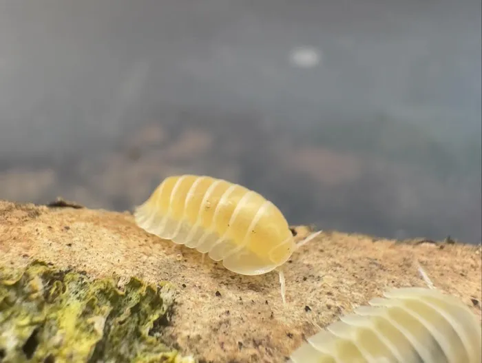 Isopods.co.uk Picture 10