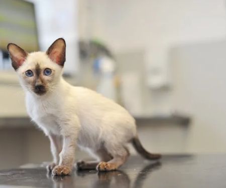 Yorkshire Vets - Meanwood