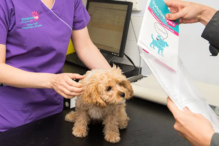 Yorkshire Vets - Meanwood Picture 6
