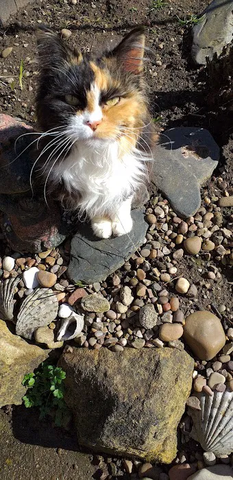 Pets at Home Mansfield Picture 5