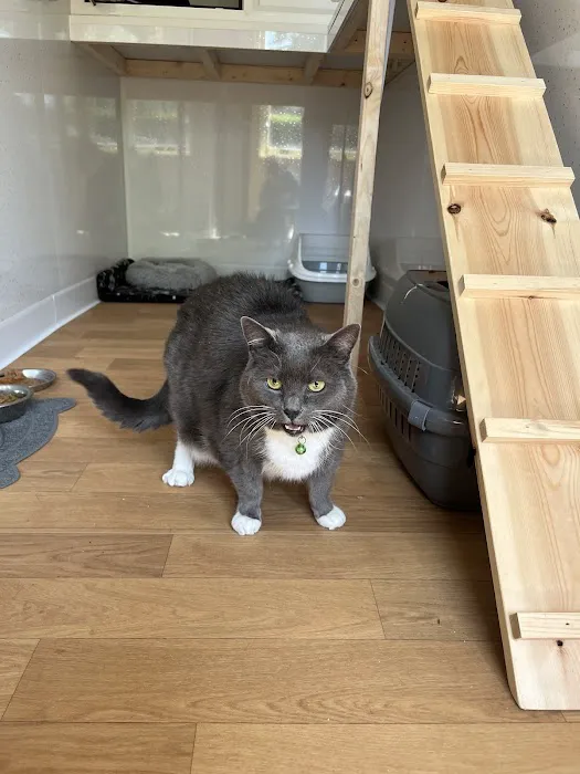 Malt Kiln Cattery Picture 2
