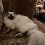 Lazy Days Cattery