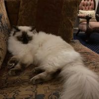Lazy Days Cattery ico