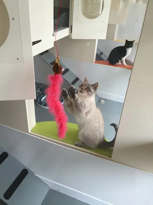 White Gates Cattery Picture 3