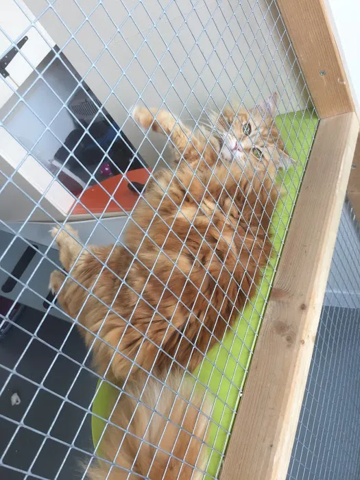 White Gates Cattery Picture 2