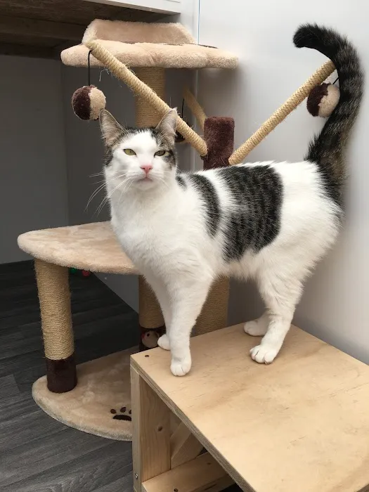 Purrs Cattery Picture 1