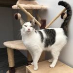 Purrs Cattery