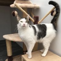 Purrs Cattery ico