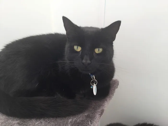 Purrs Cattery Picture 2