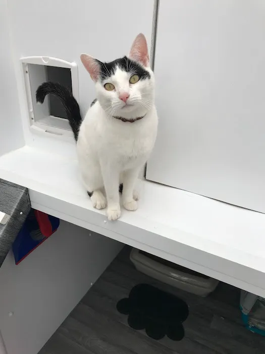Purrs Cattery Picture 3