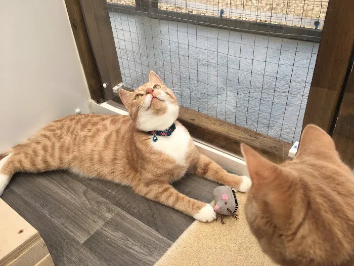 Purrs Cattery Picture 5