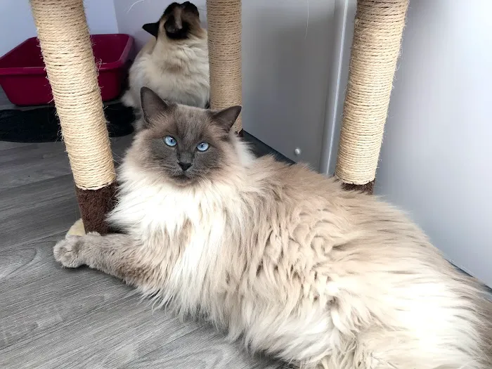 Purrs Cattery Picture 7