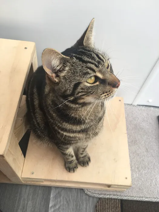 Purrs Cattery Picture 4