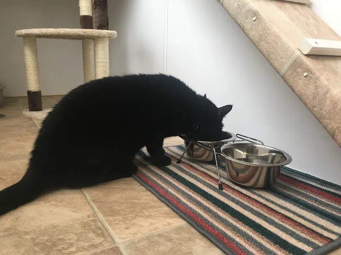 Purrs Cattery Picture 10