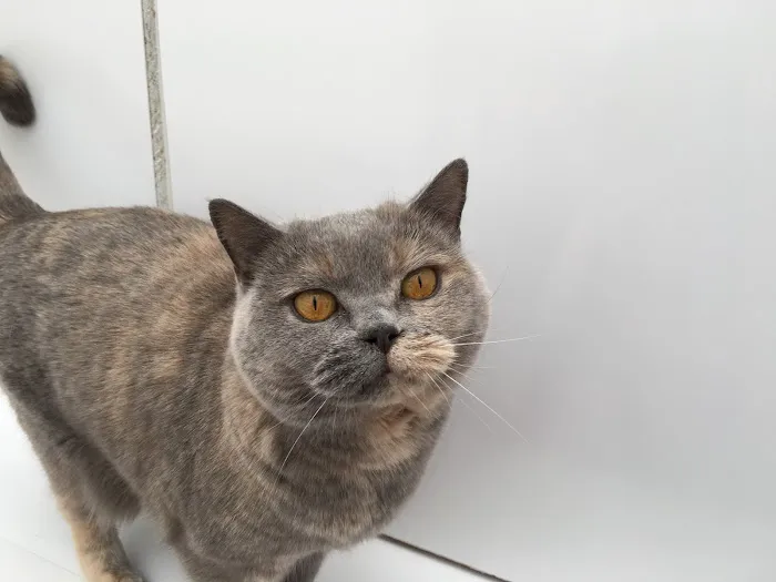 Purrs Cattery Picture 8