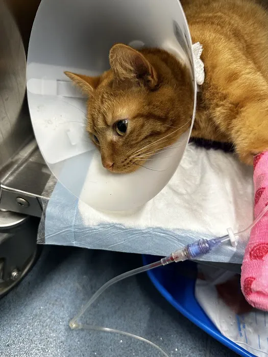 Park View Veterinary Hospital Picture 4