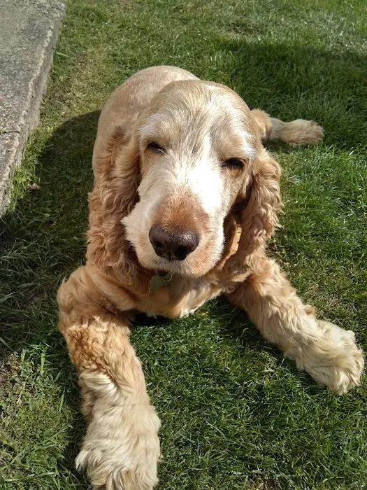 Vets Now Lincoln Picture 6