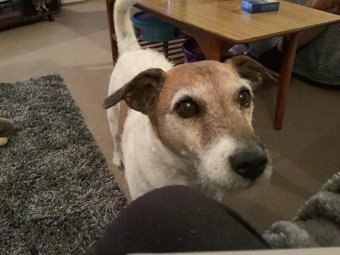 Vets Now Lincoln Picture 2