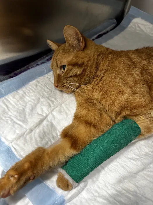 Vets Now Lincoln Picture 8
