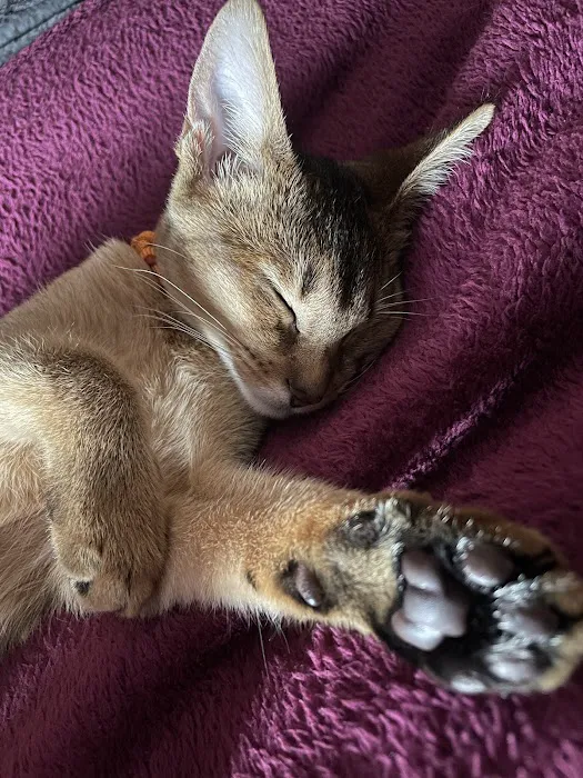 Westford Cats Picture 1