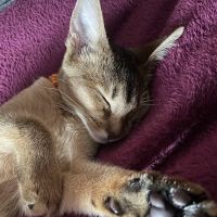 Westford Cats ico