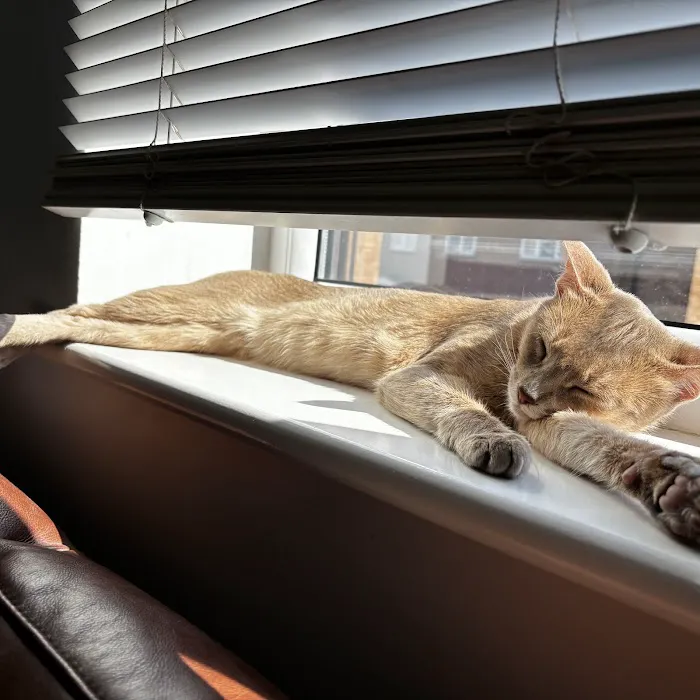Westford Cats Picture 6