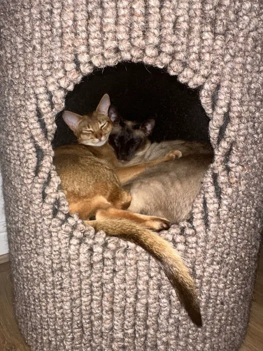 Westford Cats Picture 8