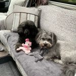 Vicarage Veterinary Centre