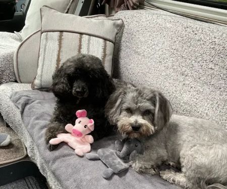 Vicarage Veterinary Centre