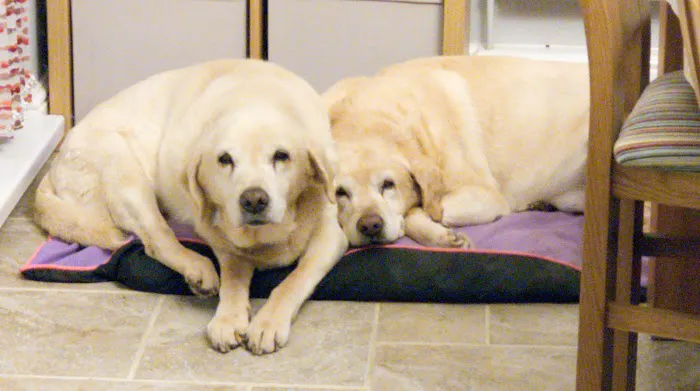 Vicarage Veterinary Centre Picture 6