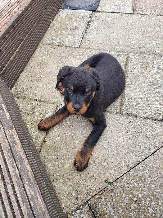 Vicarage Veterinary Centre Picture 8