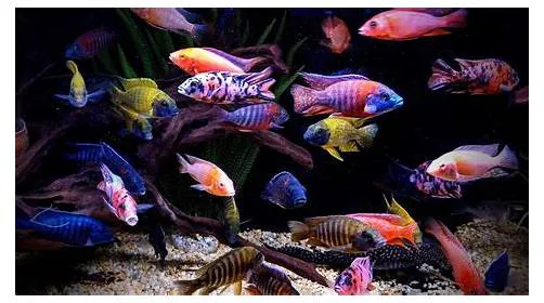 Maidenhead Aquatics Tong Picture 5