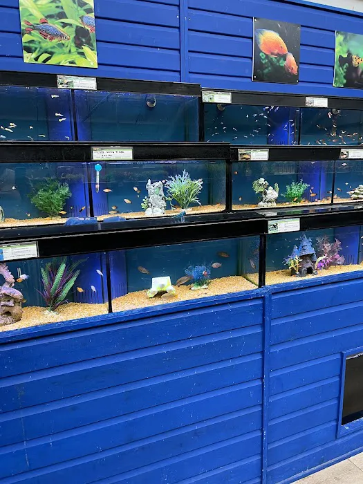 Maidenhead Aquatics Tong Picture 10