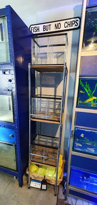 MJ Cichlids & Aquatics Picture 3