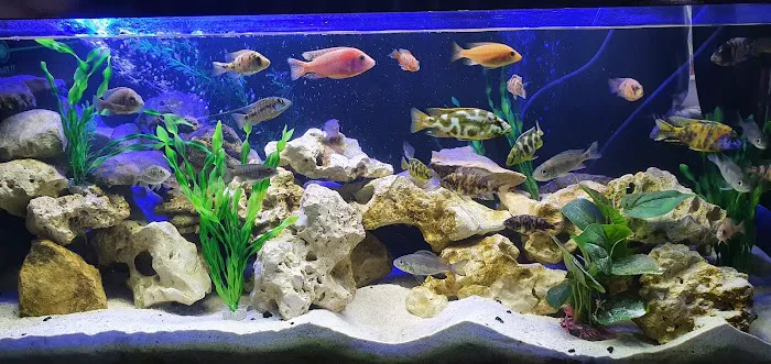 MJ Cichlids & Aquatics Picture 5