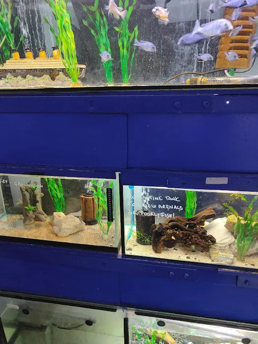 MJ Cichlids & Aquatics Picture 4