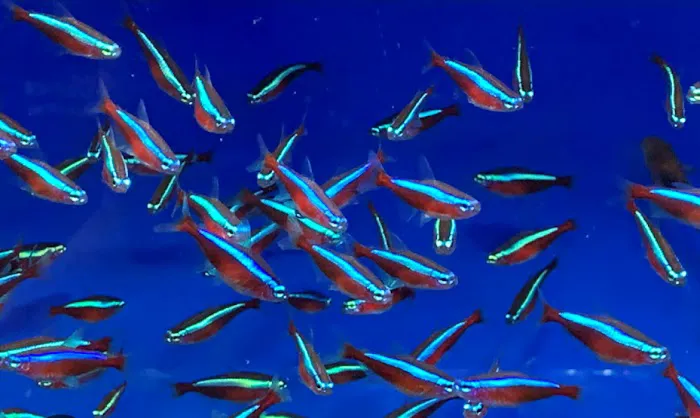 MJ Cichlids & Aquatics Picture 1