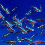 MJ Cichlids & Aquatics
