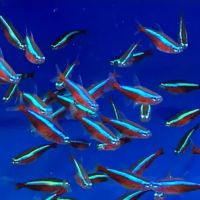 MJ Cichlids & Aquatics ico