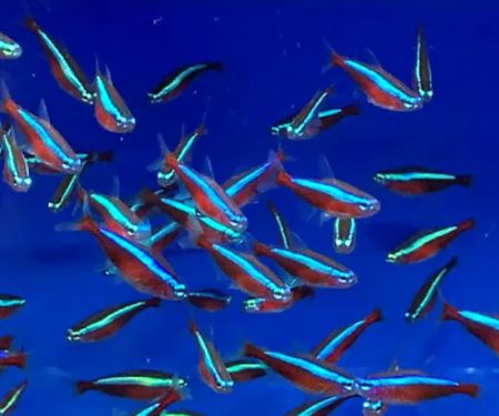 MJ Cichlids & Aquatics