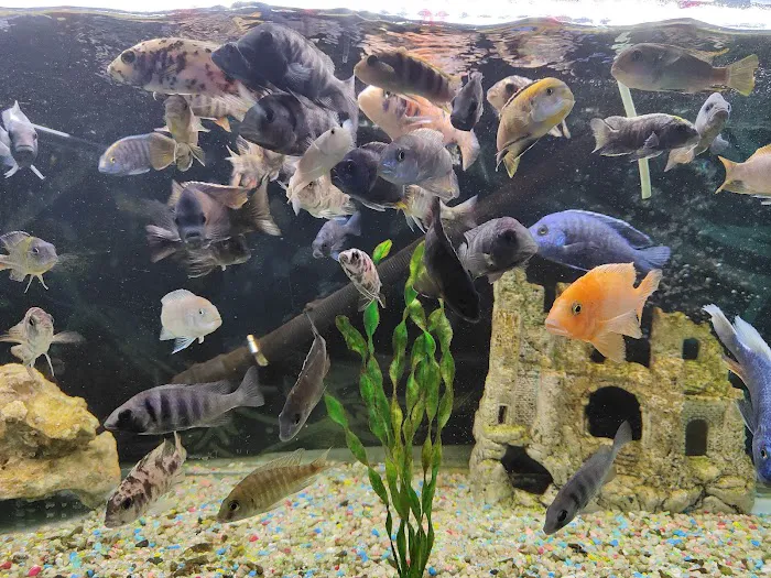 MJ Cichlids & Aquatics Picture 9