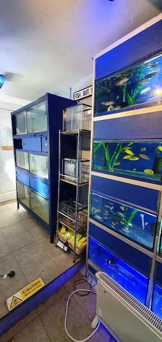 MJ Cichlids & Aquatics Picture 8