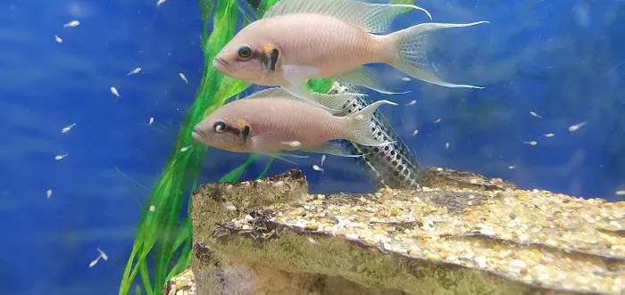 MJ Cichlids & Aquatics Picture 7