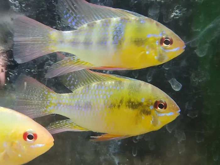 MJ Cichlids & Aquatics Picture 6