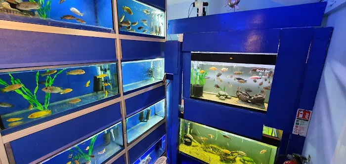 MJ Cichlids & Aquatics Picture 10