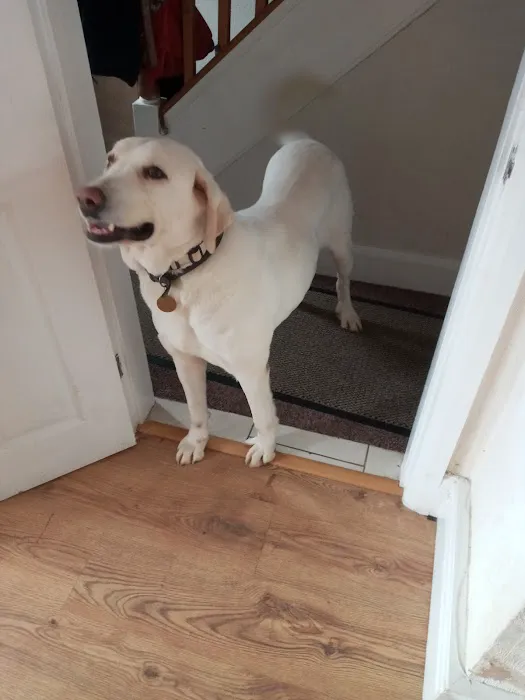 Vets4Pets - Hull Picture 1