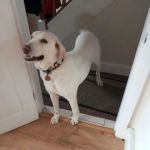 Vets4Pets - Hull