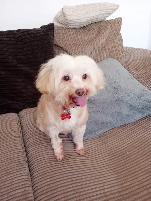 Vets4Pets - Hull Picture 3